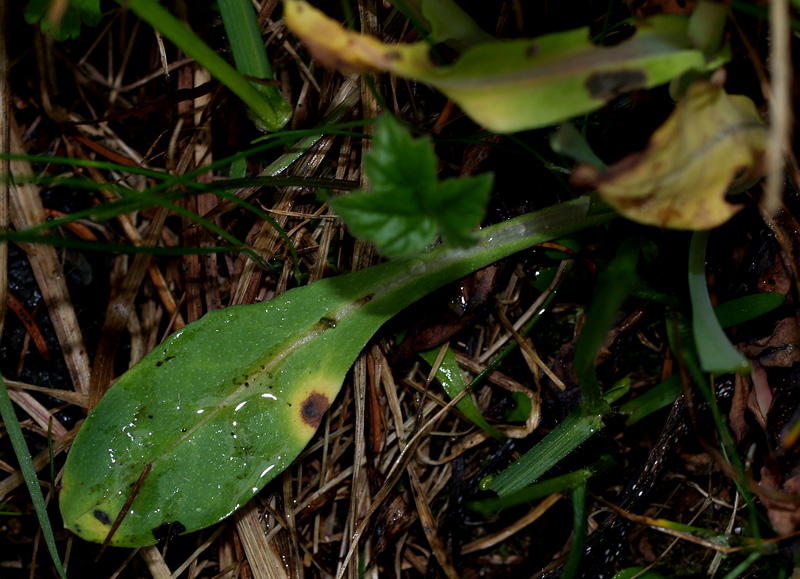 Cerinthe alpina (=C.glabra) / Erba vajola alpina